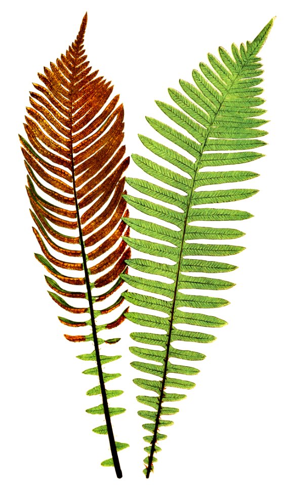 Lomaria Nuda. (Fishbone Waterfern)–Fertile and Barren F. from Ferns: British and Exotic (1856-1860) by Edward Joseph Lowe.
