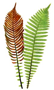 Lomaria Nuda. (Fishbone Waterfern)–Fertile and Barren F. from Ferns: British and Exotic (1856-1860) by Edward Joseph Lowe.