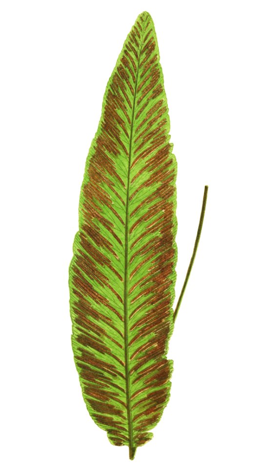 Platyloma Flexuosafrom Ferns: British and Exotic (1856-1860) by Edward Joseph Lowe.
