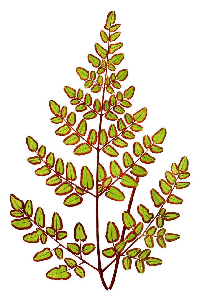Cheilanthes Pteroides from Ferns: British and Exotic (1856-1860) by Edward Joseph Lowe.