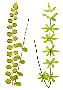 Asplenium Petrarchae from Ferns: British and Exotic (1856-1860) by Edward Joseph Lowe.. Free illustration for personal and commercial use.