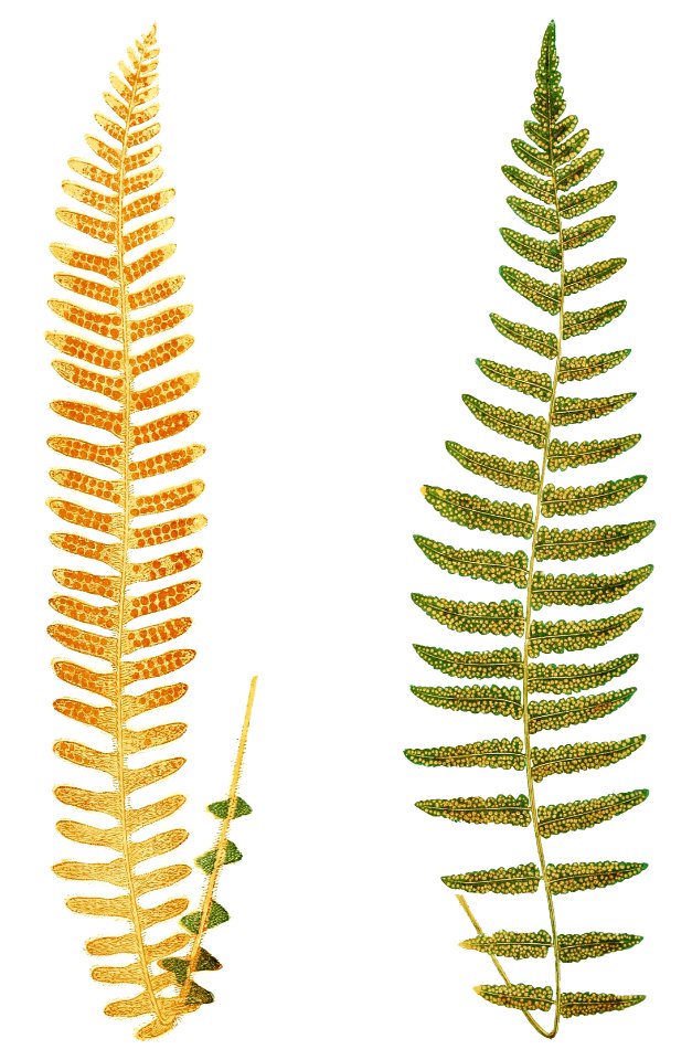 Polypodium Sepultum and P. Asplenioides from Ferns: British and Exotic (1856-1860) by Edward Joseph Lowe.