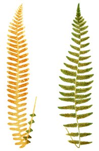 Polypodium Sepultum and P. Asplenioides from Ferns: British and Exotic (1856-1860) by Edward Joseph Lowe.. Free illustration for personal and commercial use.