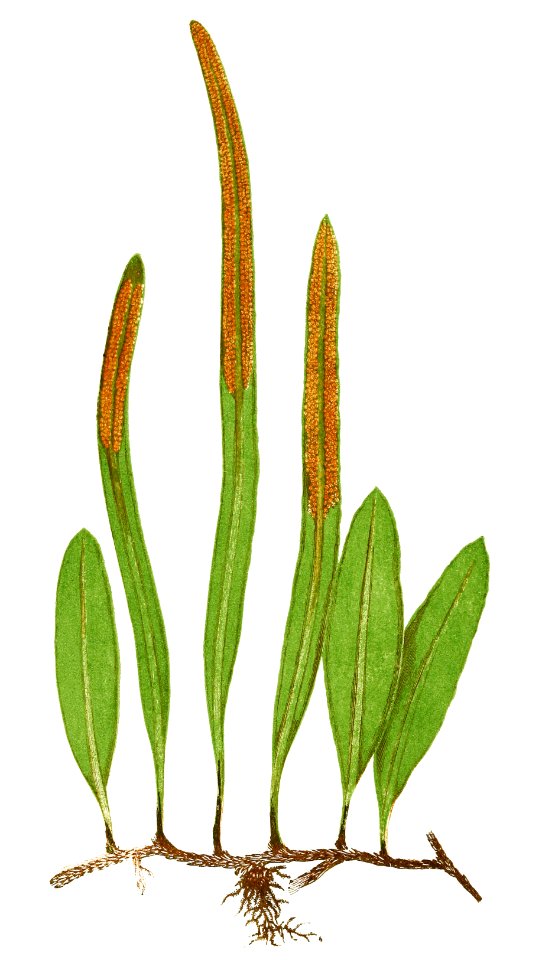 Niphobolus Pertusus from Ferns: British and Exotic (1856-1860) by Edward Joseph Lowe.