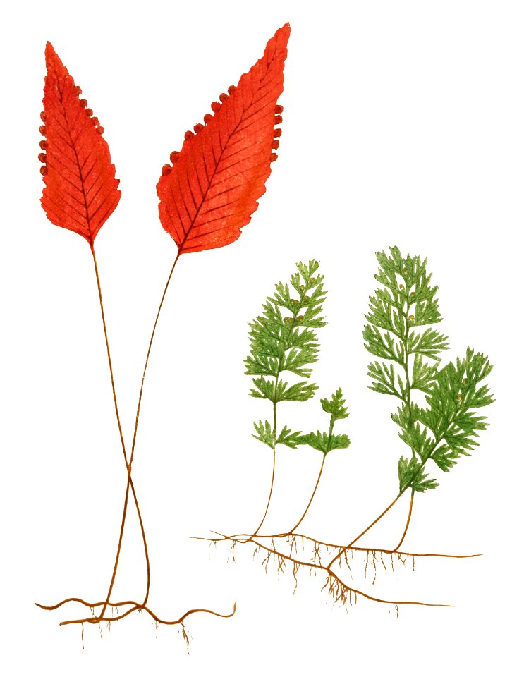 Hymenophyllum Cruentum and H. Tunbridgense from Ferns: British and Exotic (1856-1860) by Edward Joseph Lowe.