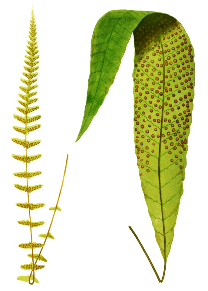 Polypodium Gracilis and P. Repens from Ferns: British and Exotic (1856-1860) by Edward Joseph Lowe.