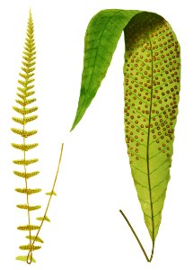 Polypodium Gracilis and P. Repens from Ferns: British and Exotic (1856-1860) by Edward Joseph Lowe.. Free illustration for personal and commercial use.