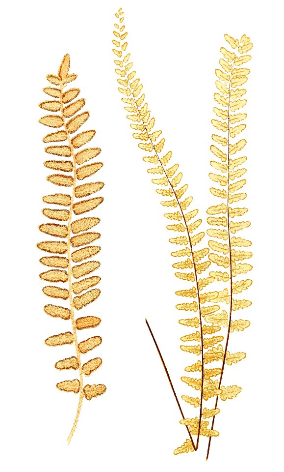Nothochloena Crassifolia and Nothochloena Trichomanoides from Ferns: British and Exotic (1856-1860) by Edward Joseph Lowe.