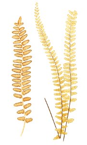 Nothochloena Crassifolia and Nothochloena Trichomanoides from Ferns: British and Exotic (1856-1860) by Edward Joseph Lowe.. Free illustration for personal and commercial use.