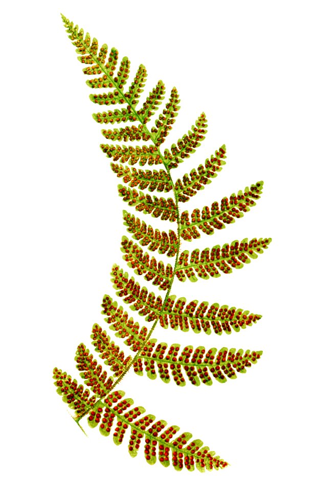 Polypodium Spectabile–Pinna from Ferns: British and Exotic (1856-1860) by Edward Joseph Lowe.