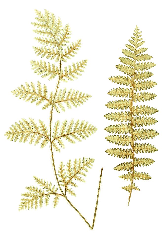 Nothochloena Eckloniana and N. Squamosa from Ferns: British and Exotic (1856-1860) by Edward Joseph Lowe.