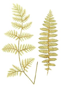 Nothochloena Eckloniana and N. Squamosa from Ferns: British and Exotic (1856-1860) by Edward Joseph Lowe.. Free illustration for personal and commercial use.