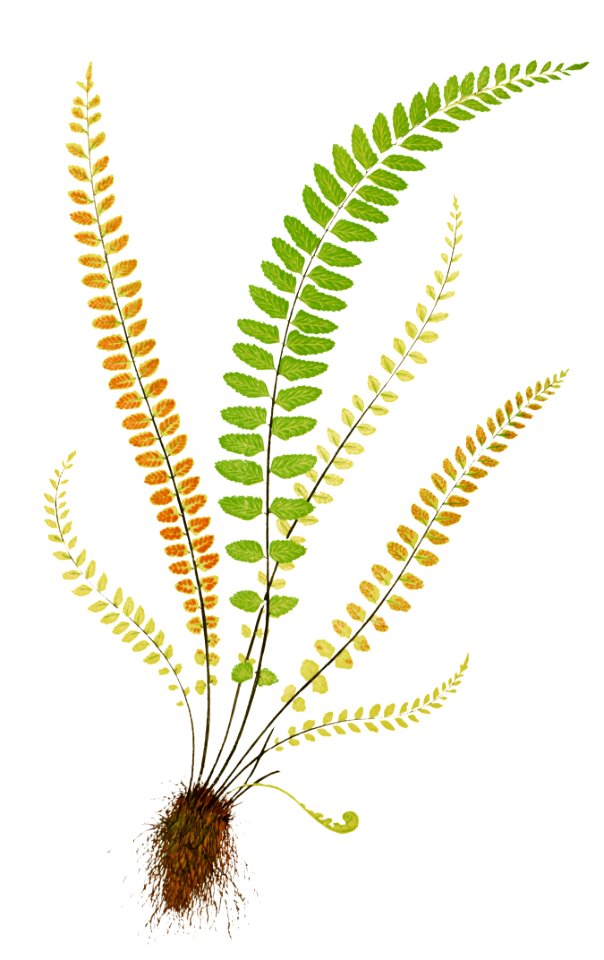 Asplenium Trichomanes (Maidenhair Spleenwort) from Ferns: British and Exotic (1856-1860) by Edward Joseph Lowe.