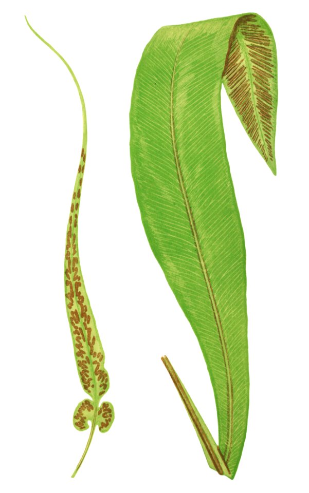 Asplenium Rhizophyllum (American Walikng Fern) and A. Brasiliense from Ferns: British and Exotic (1856-1860) by Edward Joseph Lowe.