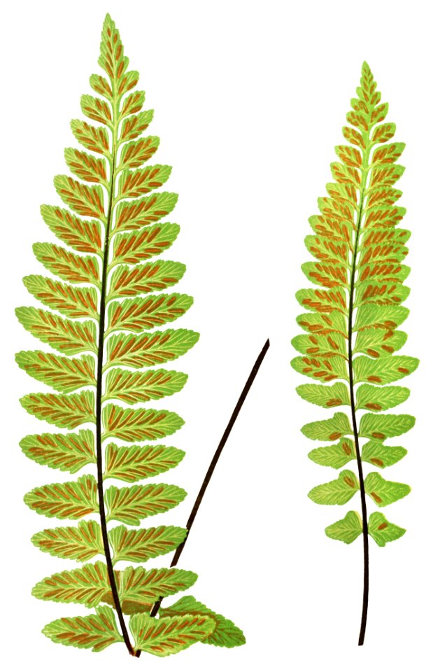Asplenium Marinum (Sea Spleenwort) from Ferns: British and Exotic (1856-1860) by Edward Joseph Lowe.