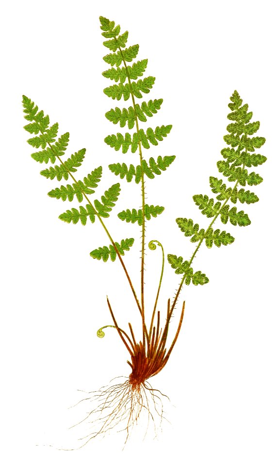 Woodsia Ilvensis (Oblong Woodsia) from Ferns: British and Exotic (1856-1860) by Edward Joseph Lowe.
