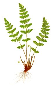 Woodsia Ilvensis (Oblong Woodsia) from Ferns: British and Exotic (1856-1860) by Edward Joseph Lowe.. Free illustration for personal and commercial use.
