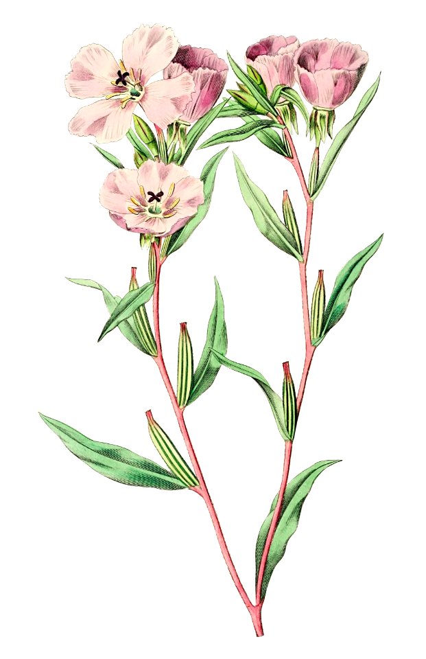 Pale Corona Amaryllis from Edwards’s Botanical Register (1829—1847) by Sydenham Edwards, John Lindley, and James Ridgway.