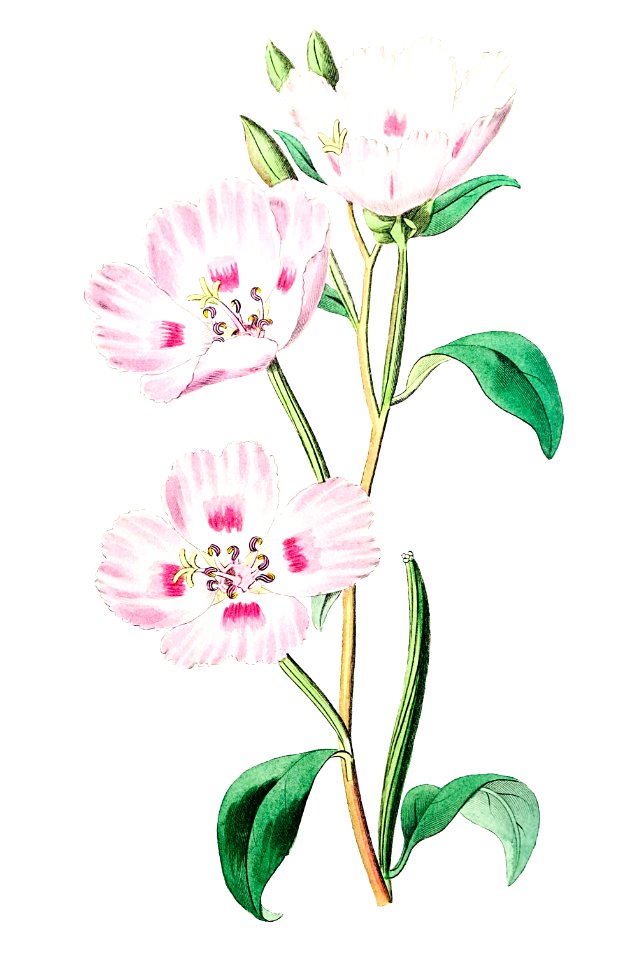 The spotted blush (enothera) from Edwards’s Botanical Register (1829—1847) by Sydenham Edwards, John Lindley, and James Ridgway.