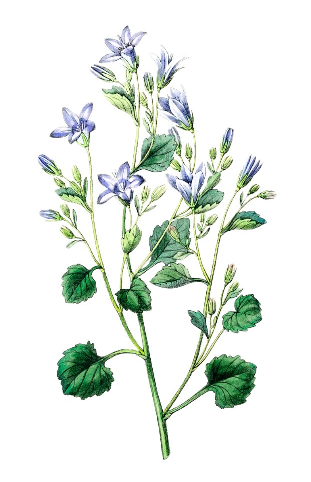 Dalmatian wall campanula flower from Edwards’s Botanical Register (1829—1847) by Sydenham Edwards, John Lindley, and James Ridgway.