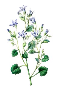 Dalmatian wall campanula flower from Edwards’s Botanical Register (1829—1847) by Sydenham Edwards, John Lindley, and James Ridgway.. Free illustration for personal and commercial use.