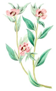 Long Branched Enothera from Edwards’s Botanical Register (1829—1847) by Sydenham Edwards, John Lindley, and James Ridgway.