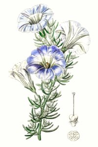 Sky blue alona from Edwards’s Botanical Register (1829—1847) by Sydenham Edwards, John Lindley, and James Ridgway.. Free illustration for personal and commercial use.