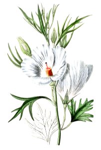 Lilac hibiscus from Edwards’s Botanical Register (1829—1847) by Sydenham Edwards, John Lindley, and James Ridgway.