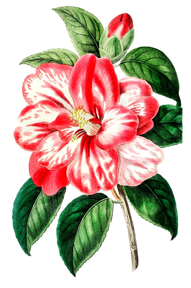 Donckelaer's japan camelia from Edwards’s Botanical Register (1829—1847) by Sydenham Edwards, John Lindley, and James Ridgway.