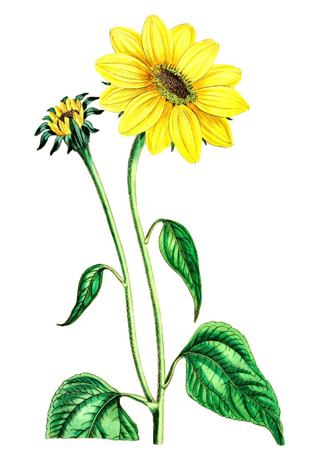 Trumpet stalked sunflower from Edwards’s Botanical Register (1829—1847) by Sydenham Edwards, John Lindley, and James Ridgway.