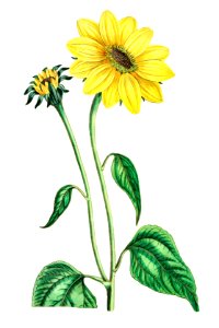 Trumpet stalked sunflower from Edwards’s Botanical Register (1829—1847) by Sydenham Edwards, John Lindley, and James Ridgway.. Free illustration for personal and commercial use.