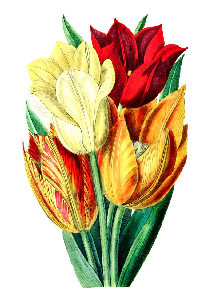 Rough stemmed tulip from Edwards’s Botanical Register (1829—1847) by Sydenham Edwards, John Lindley, and James Ridgway.