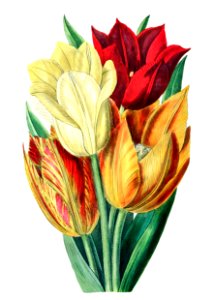 Rough stemmed tulip from Edwards’s Botanical Register (1829—1847) by Sydenham Edwards, John Lindley, and James Ridgway.. Free illustration for personal and commercial use.