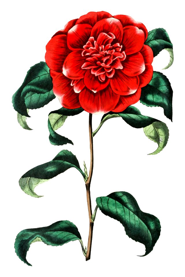 Mr. Reeves's crimson camellia from Edwards’s Botanical Register (1829—1847) by Sydenham Edwards, John Lindley, and James Ridgway.