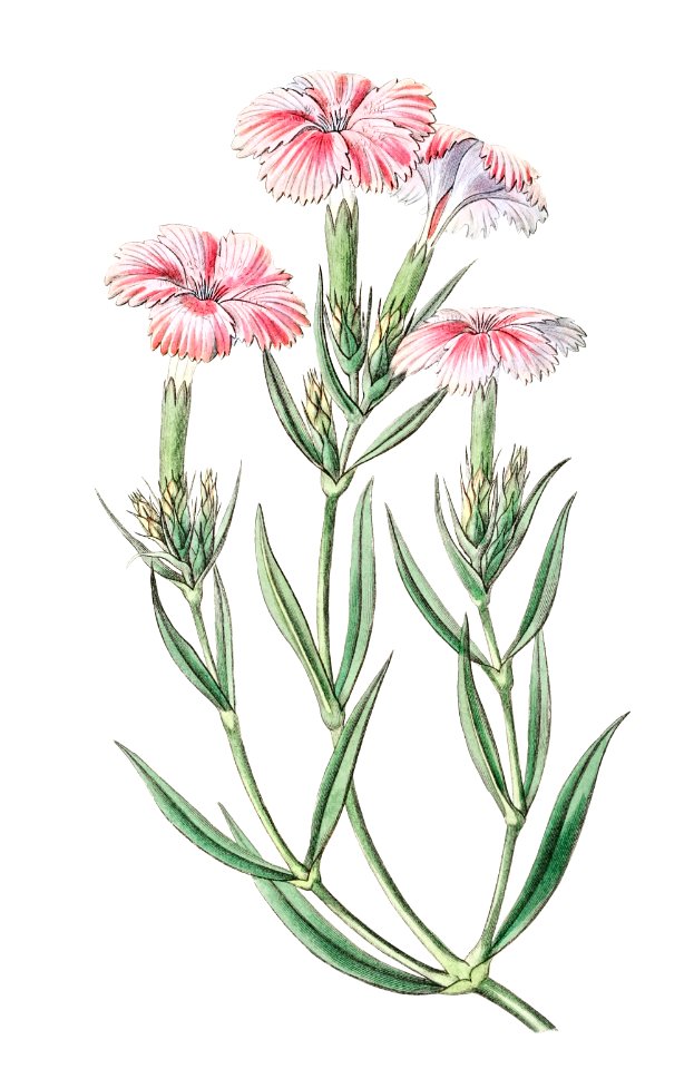 Prince Bisignano's tree pink from Edwards’s Botanical Register (1829—1847) by Sydenham Edwards, John Lindley, and James Ridgway.