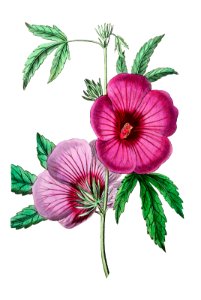 Mr.Lindley's Hibiscus from Edwards’s Botanical Register (1829—1847) by Sydenham Edwards, John Lindley, and James Ridgway.. Free illustration for personal and commercial use.