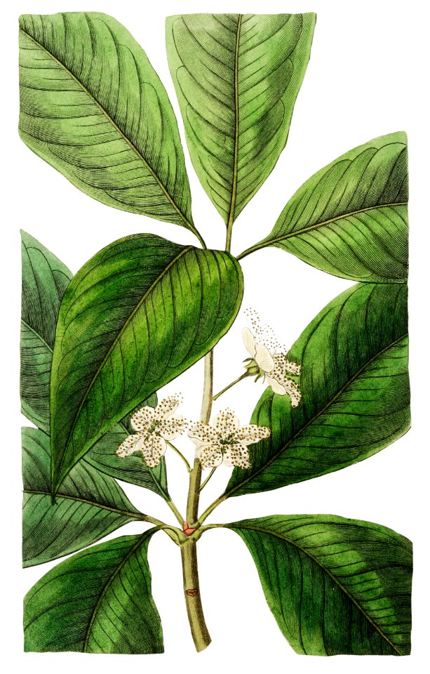 Large-leaved tristania from Edwards’s Botanical Register (1829—1847) by Sydenham Edwards, John Lindley, and James Ridgway.