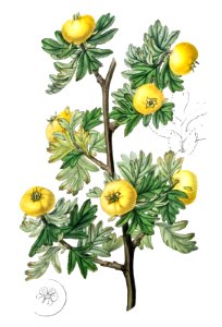 Tansy-leaved hawthorn from Edwards’s Botanical Register (1829—1847) by Sydenham Edwards, John Lindley, and James Ridgway.. Free illustration for personal and commercial use.