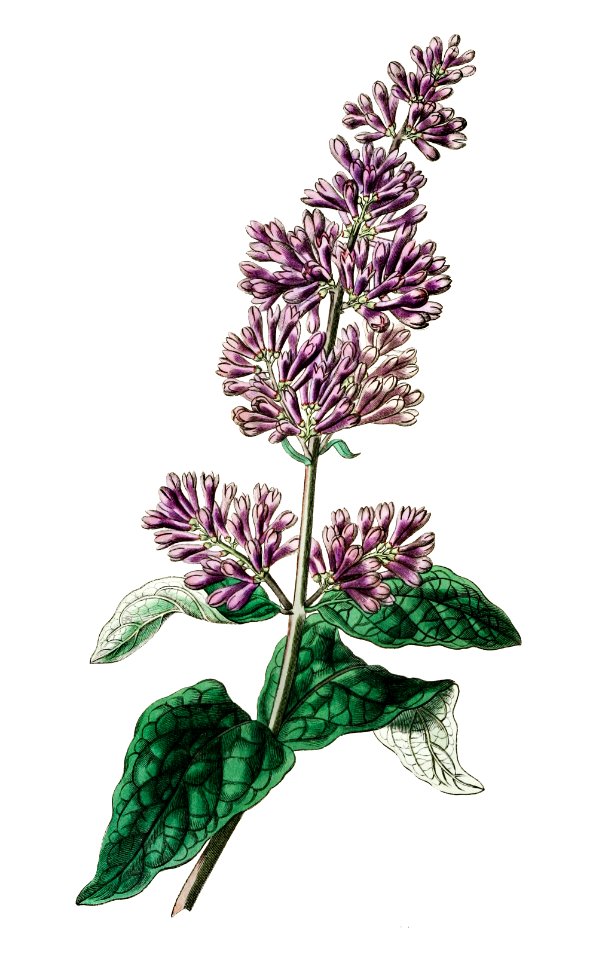 Lady Josika's lilac from Edwards’s Botanical Register (1829—1847) by Sydenham Edwards, John Lindley, and James Ridgway.. Free illustration for personal and commercial use.