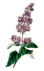 Lady Josika's lilac from Edwards’s Botanical Register (1829—1847) by Sydenham Edwards, John Lindley, and James Ridgway.. Free illustration for personal and commercial use.