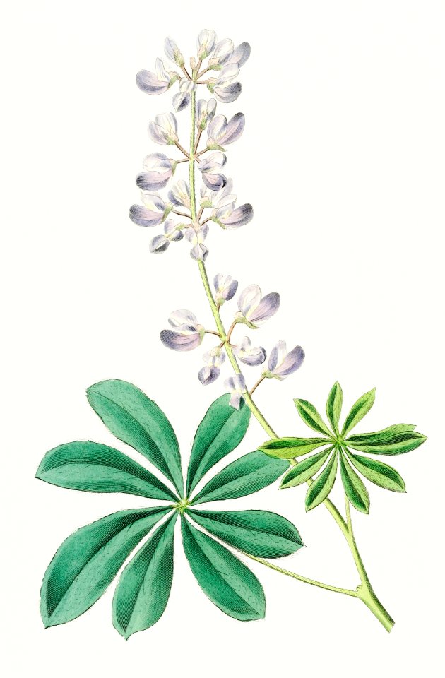 Half shrubby lupine from Edwards’s Botanical Register (1829—1847) by Sydenham Edwards, John Lindley, and James Ridgway.