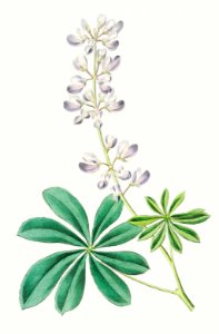 Half shrubby lupine from Edwards’s Botanical Register (1829—1847) by Sydenham Edwards, John Lindley, and James Ridgway.. Free illustration for personal and commercial use.
