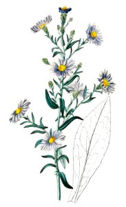 Glaucous aster from Edwards’s Botanical Register (1829—1847) by Sydenham Edwards, John Lindley, and James Ridgway.. Free illustration for personal and commercial use.