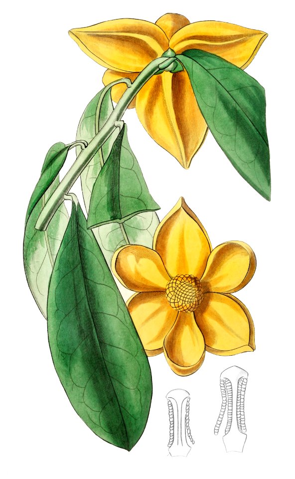 Laurel-leaved custard apple from Edwards’s Botanical Register (1829—1847) by Sydenham Edwards, John Lindley, and James Ridgway.