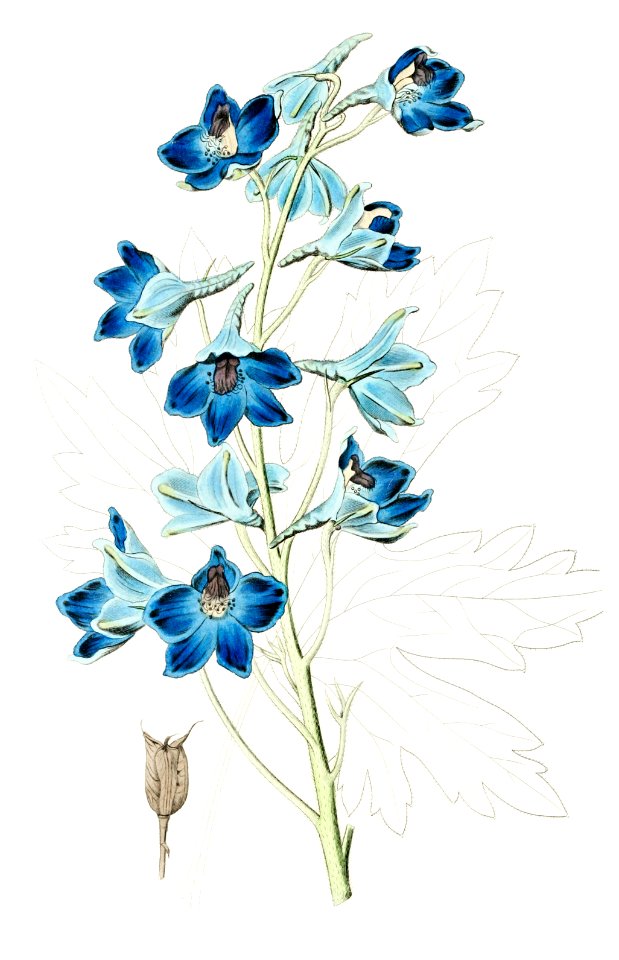 Shewy delphinium from Edwards’s Botanical Register (1829—1847) by Sydenham Edwards, John Lindley, and James Ridgway.