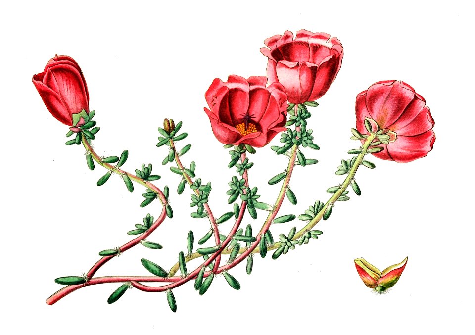 Dr. Gillies' purslane from Edwards’s Botanical Register (1829—1847) by Sydenham Edwards, John Lindley, and James Ridgway.