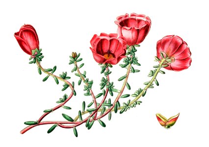 Dr. Gillies' purslane from Edwards’s Botanical Register (1829—1847) by Sydenham Edwards, John Lindley, and James Ridgway.