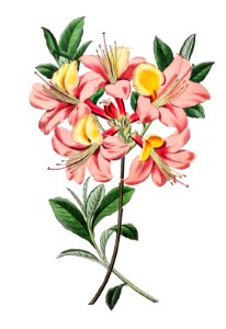 Changeable pontic azalea from Edwards’s Botanical Register (1829—1847) by Sydenham Edwards, John Lindley, and James Ridgway.. Free illustration for personal and commercial use.