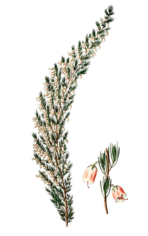 Bell-bearing heath from Edwards’s Botanical Register (1829—1847) by Sydenham Edwards, John Lindley, and James Ridgway.