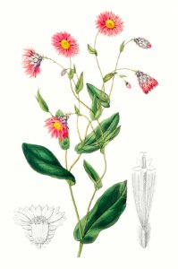 Captain Mangle's rhodanthe from Edwards’s Botanical Register (1829—1847) by Sydenham Edwards, John Lindley, and James Ridgway.. Free illustration for personal and commercial use.